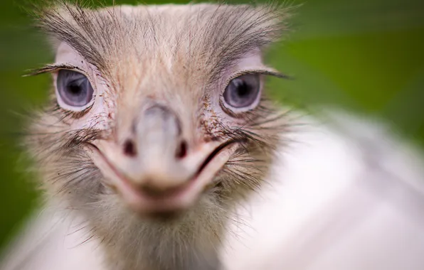 Picture eyes, look, background, ostrich