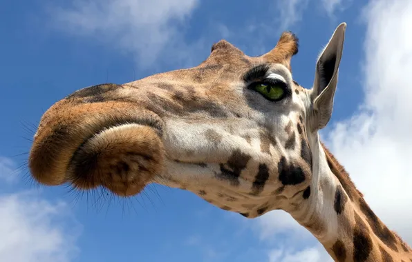 The sky, macro, nature, giraffe