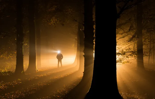 Picture autumn, light, trees, night, darkness, people