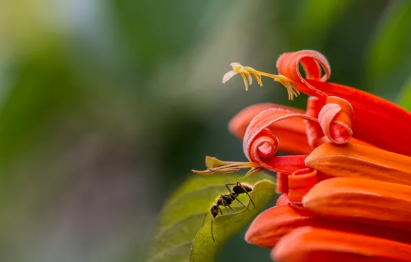 Picture flower, macro, sheet, ant, Eleonora Di Primo