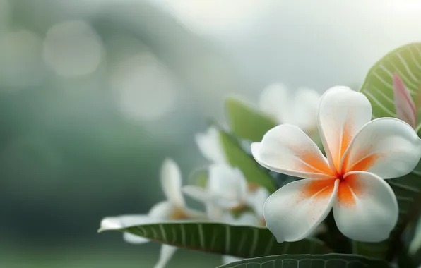 Leaves, flowers, white, bokeh, plumeria, frangipani, AI art, neural network