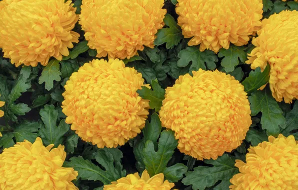 Leaves, yellow, caps, chrysanthemum, a lot, luxury, lush
