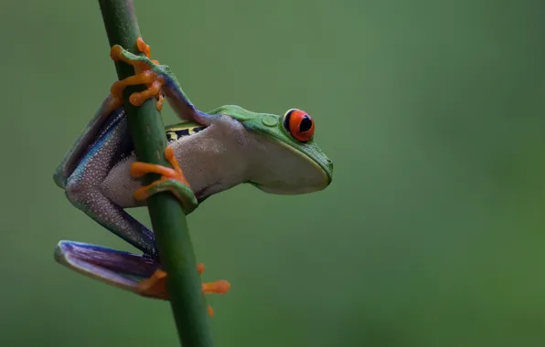 Nature, amphibian, tree frog, red-eyed tree frog