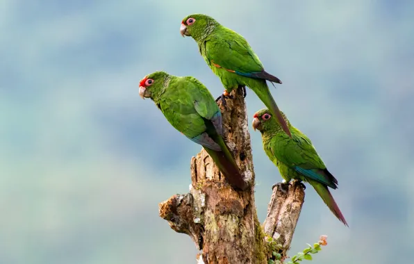 Birds, parrots, trio, Red-tailed parakeet El Oro