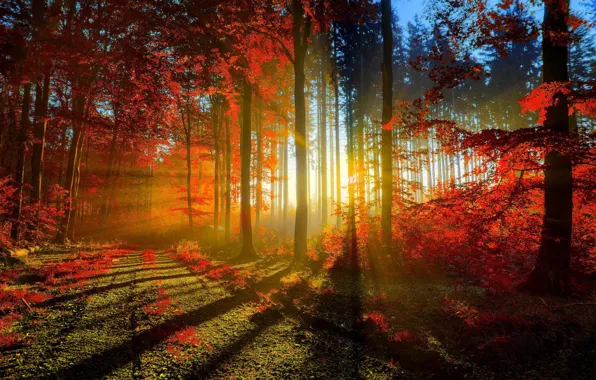 ROAD, FOREST, The SUN, LEAVES, SUNSET, LIGHT, TREES, RAYS
