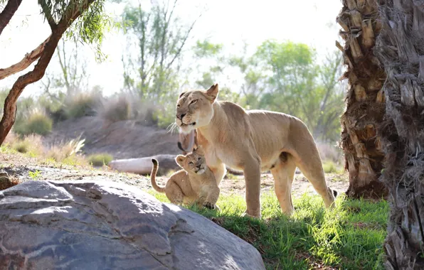 Predators, baby, family, pair, cub, wild cats, lions, lioness