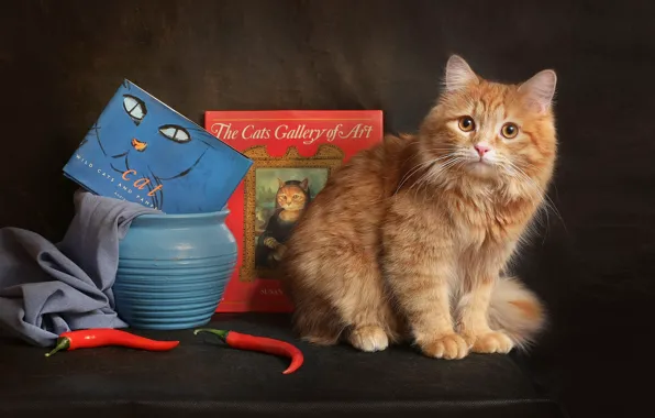 Cat, look, blue, red, pose, the dark background, kitty, table