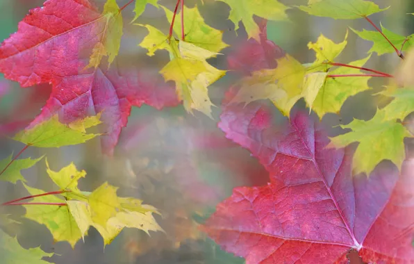 Autumn, leaves, nature, fog, haze, maple