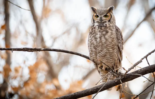 Picture autumn, leaves, branches, owl, bird, light background, owl