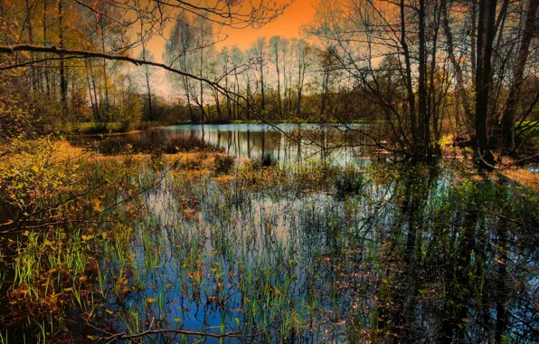 Forest, nature, river