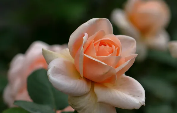 Picture rose, petals, Bud, bokeh