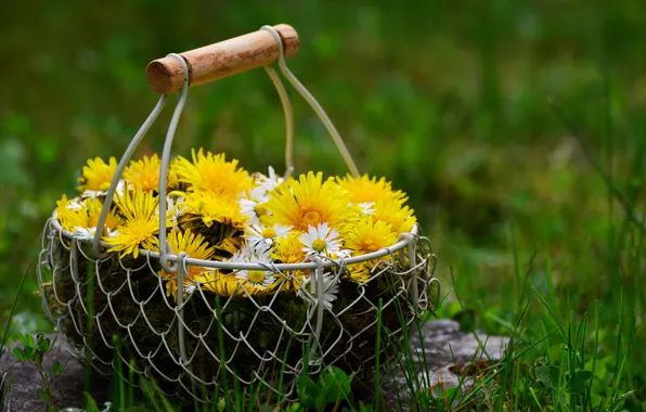 Picture flowers, nature, dandelion, chamomile, spring, basket