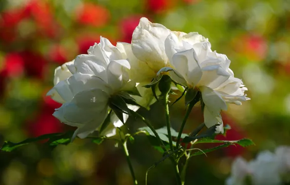 Leaves, light, flowers, stems, roses, garden, white, trio