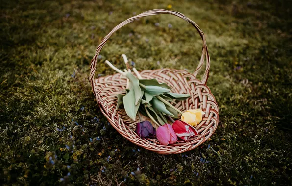 Grass, flowers, the dark background, lawn, glade, bouquet, spring, tulips