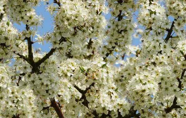 Flowers, branches, cherry, spring, white, flowering, a lot, cherry blossoms