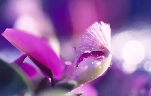 Flower, drops, macro, lilac, pink, purple