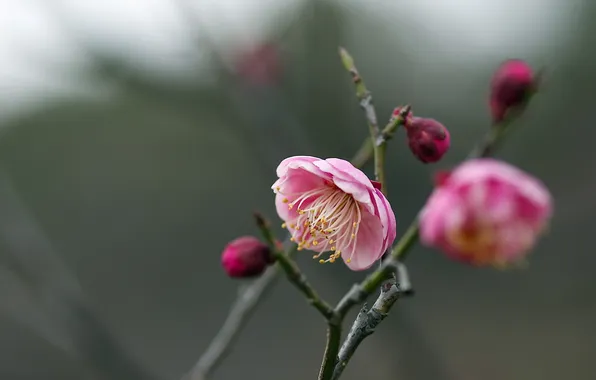 Picture nature, background, Prunus mume