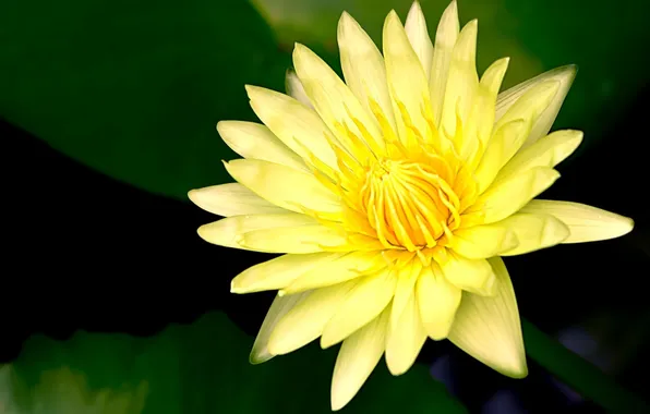 Picture flower, Lily, petals, yellow, water