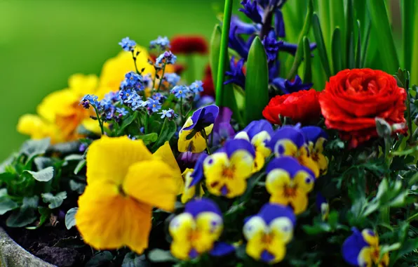 Pansy, flowerbed, forget-me-nots, Ranunculus