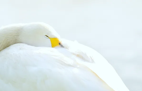 White, bird, Swan, goose