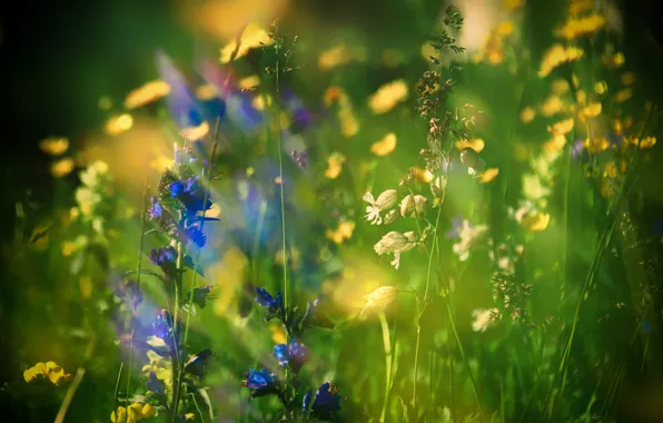 Picture summer, grass, flowers, nature