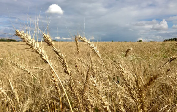 Field, rye, Wallpaper