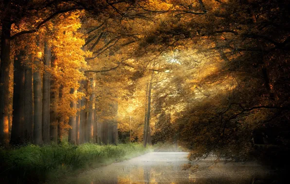 Autumn, nature, Park