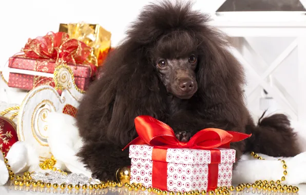 Picture dog, gifts, poodle