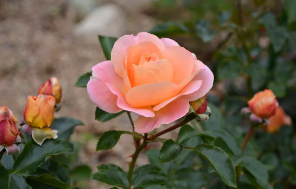 Picture roses, buds, peach