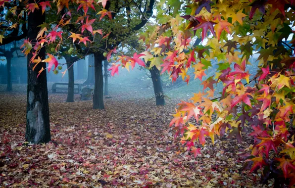 Picture autumn, leaves, fog, garden