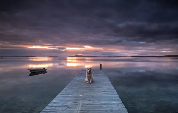 Picture sunset, bridge, lake, dog