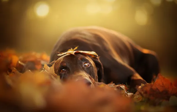 Picture autumn, look, dog
