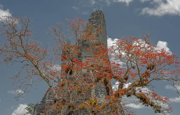 Picture trees, rocks, Guatemala, Tikal