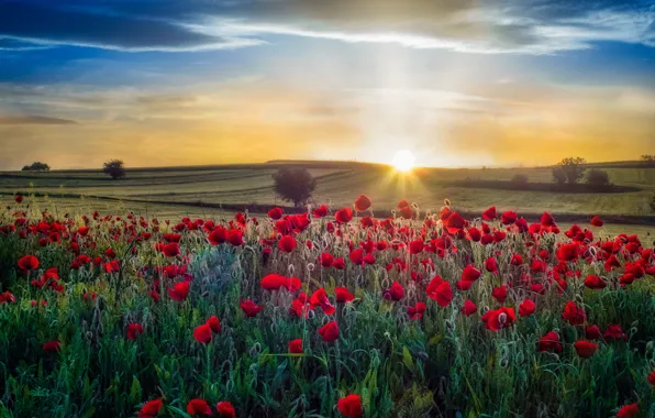 Summer, the sky, the sun, flowers, Maki, meadow, poppy field