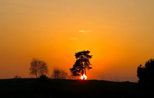 Sunset, tree, shadow