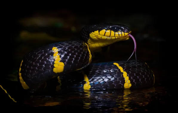 Language, water, the dark background, snake, pond, black with yellow