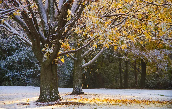 Picture autumn, leaves, trees