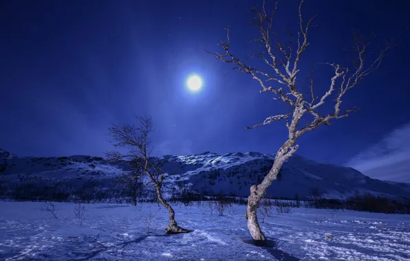 Winter, snow, trees, mountains, night, the moon
