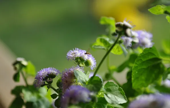 Greens, summer, flowers, nature