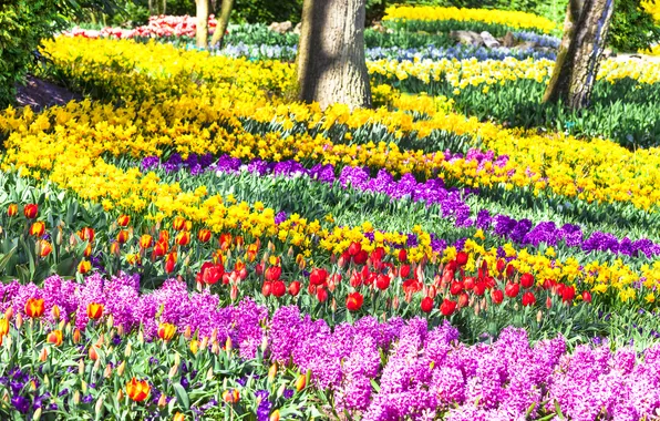 Picture flowers, Park, tulips, Netherlands, Sunny, colorful, beautiful, daffodils