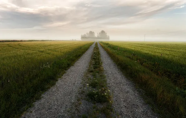 Road, field, landscape, fog
