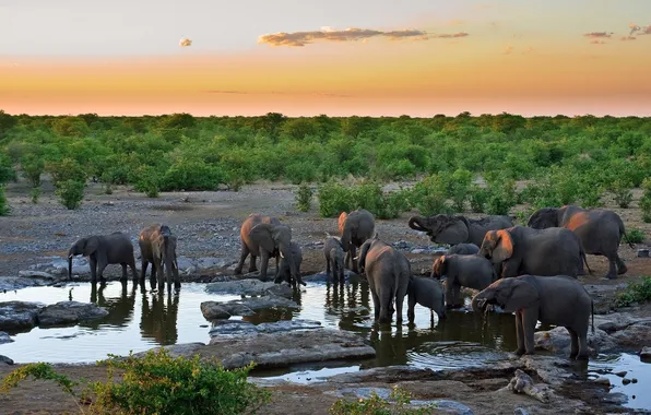 Picture Sunset, The sky, Clouds, Trees, Stones, Stream, Animals, Elephants