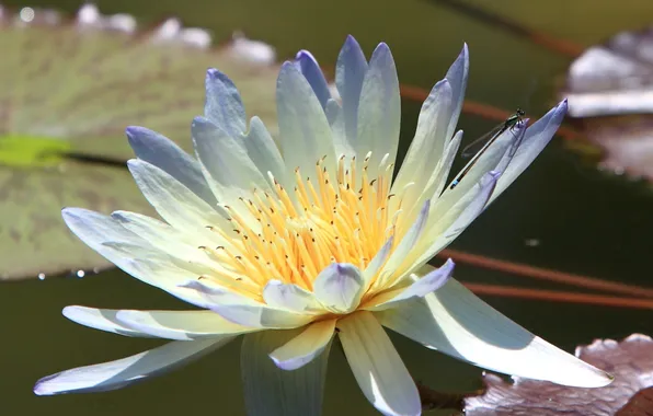 Picture flower, Lily, petals, Lily, water
