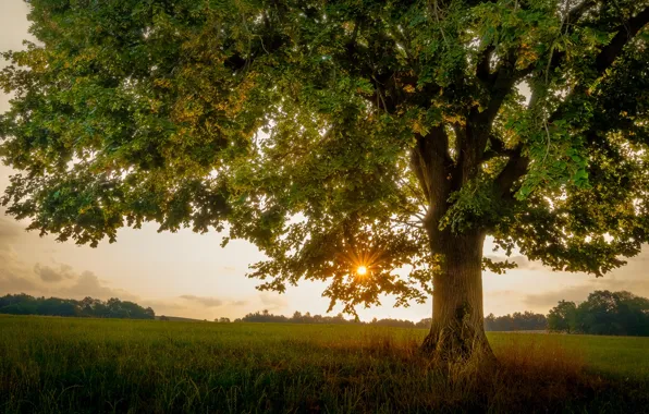Picture field, the sun, trees, sunset, branches, foliage, trunk, crown