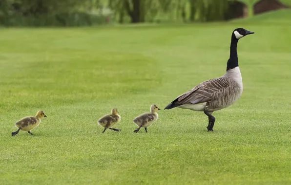 Grass, puppies, grass, duck, duck, puppies, follow me, follow me