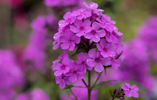 Picture summer, flowers, pink, bokeh, Phlox