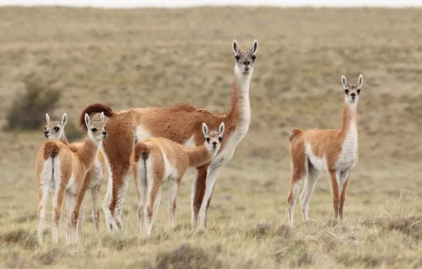 Picture the steppe, Lama, family, Guanaco