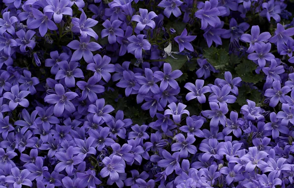 Picture carpet, purple, bells