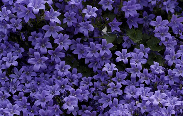 Carpet, purple, bells