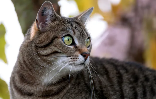 Cat, cat, Kota